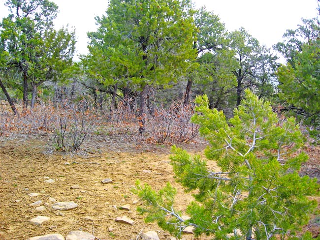 Fox Fire Ridge Lot 3 Terrain