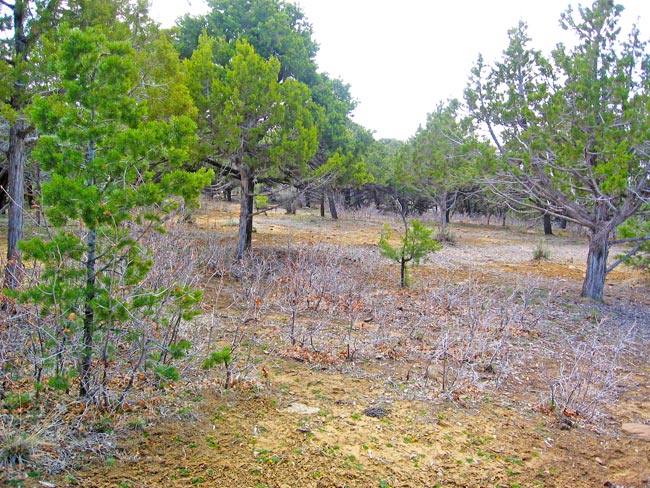 Fox Fire Ridge Lot 3 Terrain