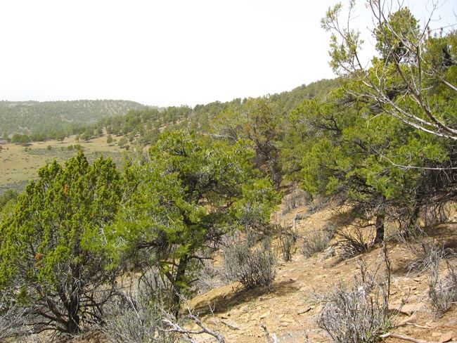 Fox Fire Ridge Lot 3 Terrain